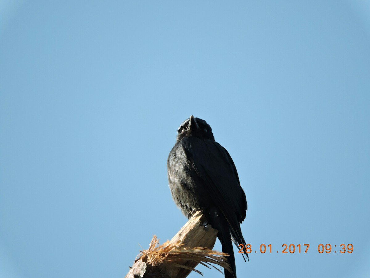 Black Drongo - ML46842591