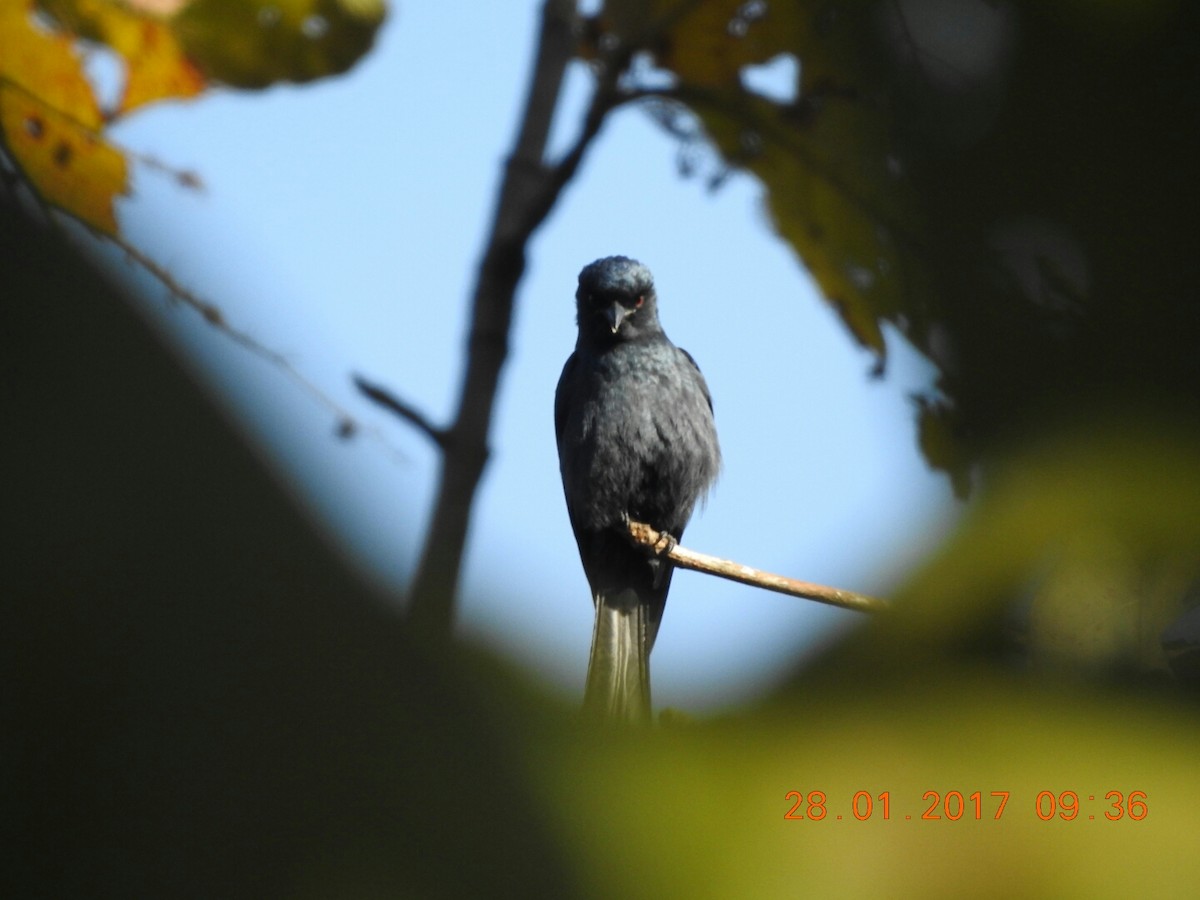 Black Drongo - ML46842601