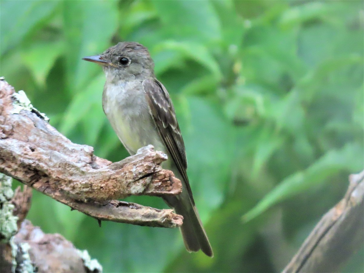 Acadian Flycatcher - ML468426131