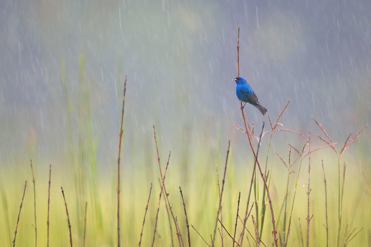 Indigo Bunting - ML468426141