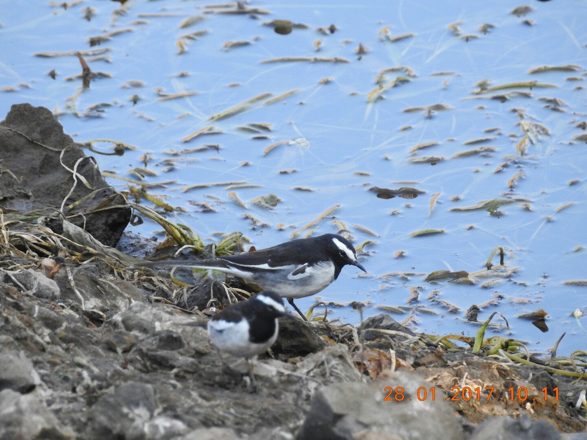 White-browed Wagtail - ML46842621