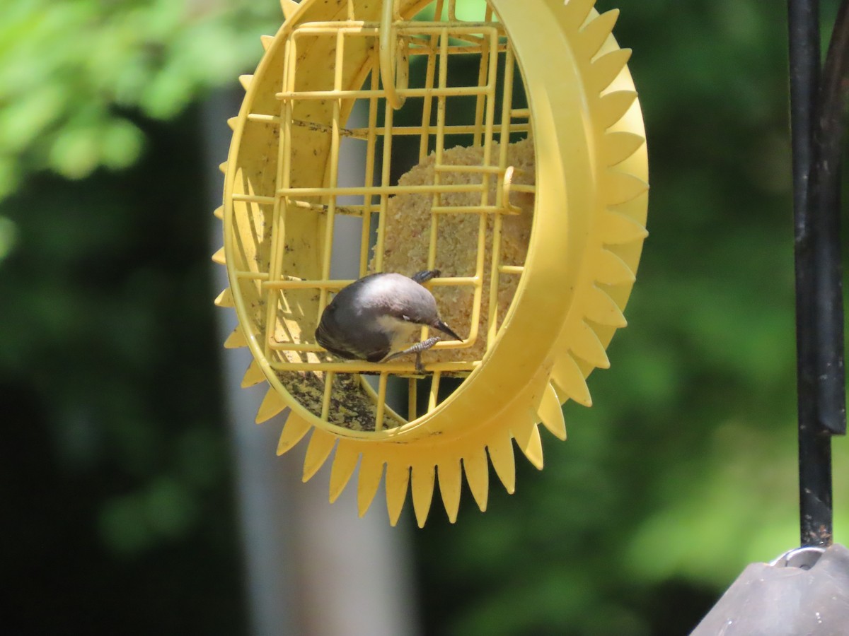 Brown-headed Nuthatch - ML468426941