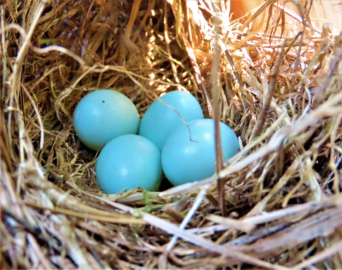 Eastern Bluebird - ML468427561