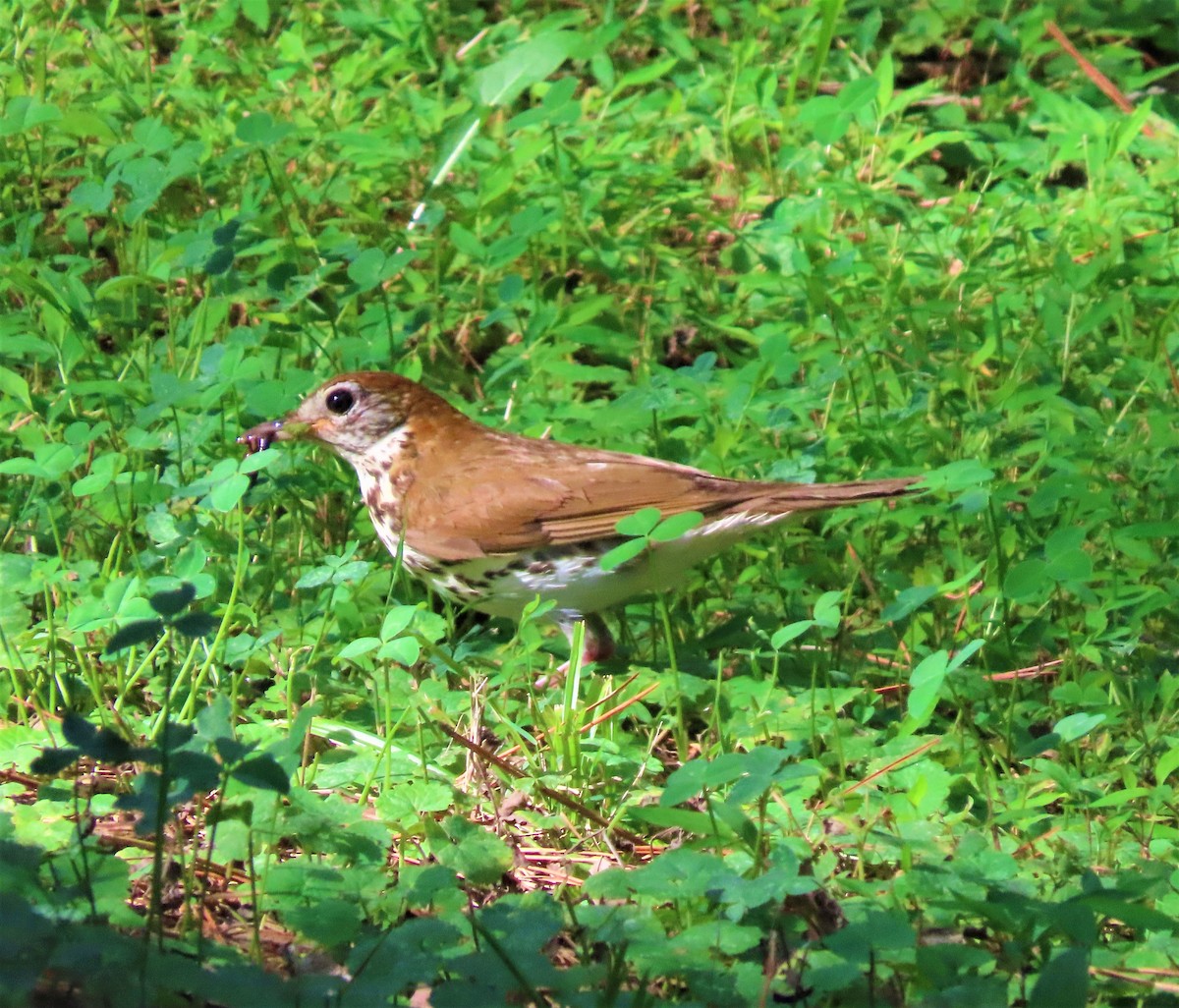 Wood Thrush - ML468427841