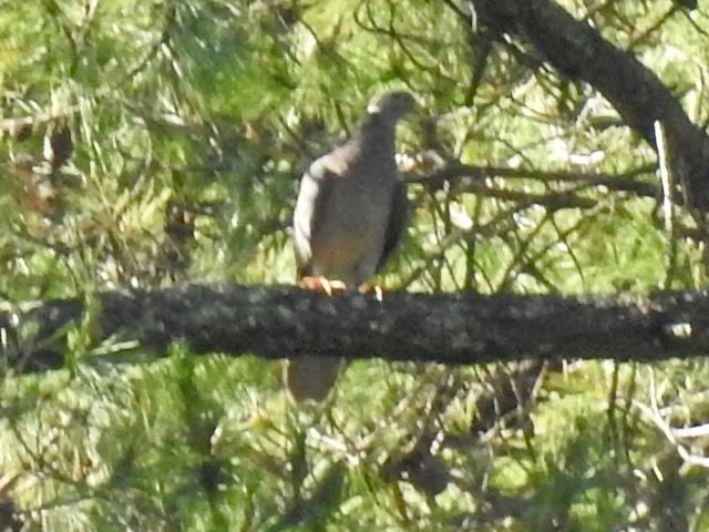 Band-tailed Pigeon - ML468428991