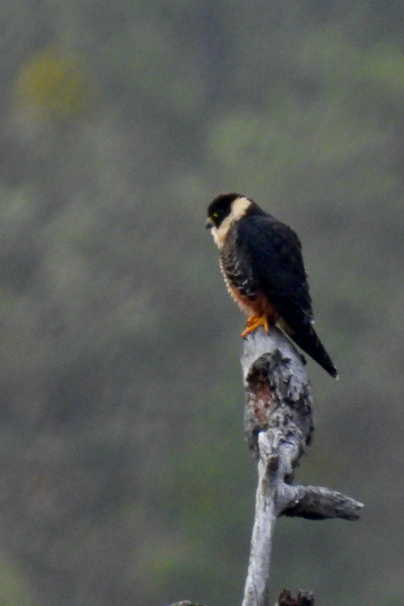 Bat Falcon - ML468429381