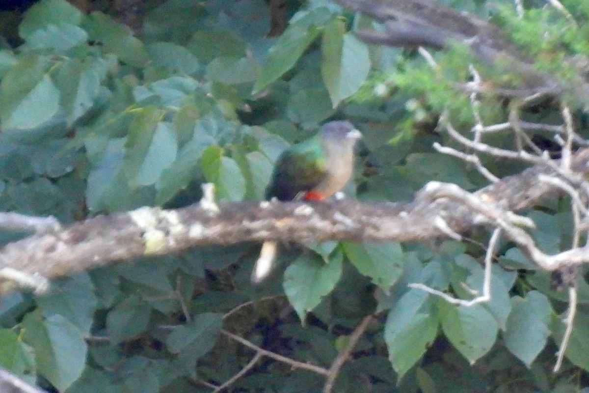 Eared Quetzal - ML468429501