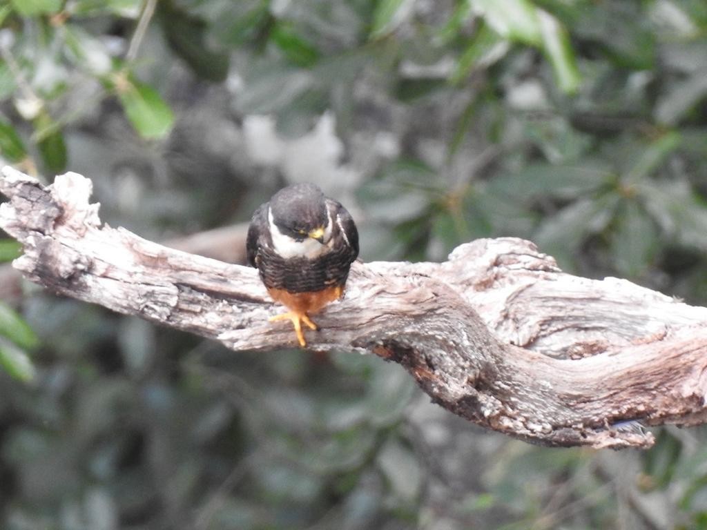 Bat Falcon - ML468430351