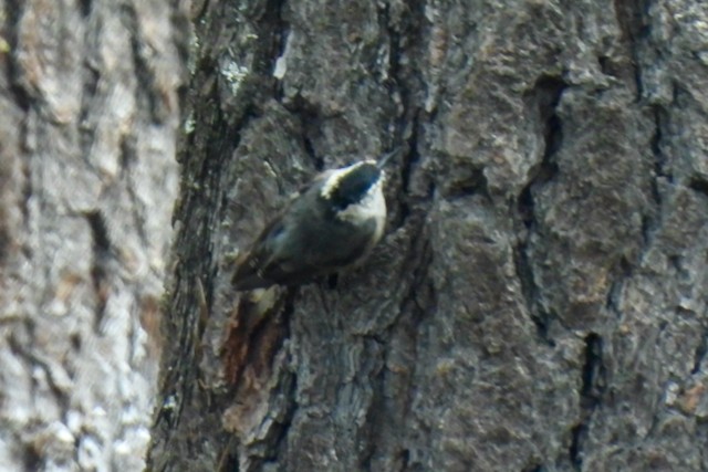 White-breasted Nuthatch - ML468430671