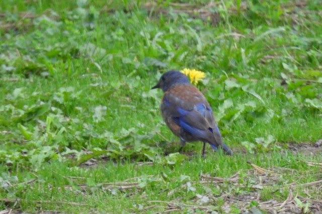 Western Bluebird - ML468430701