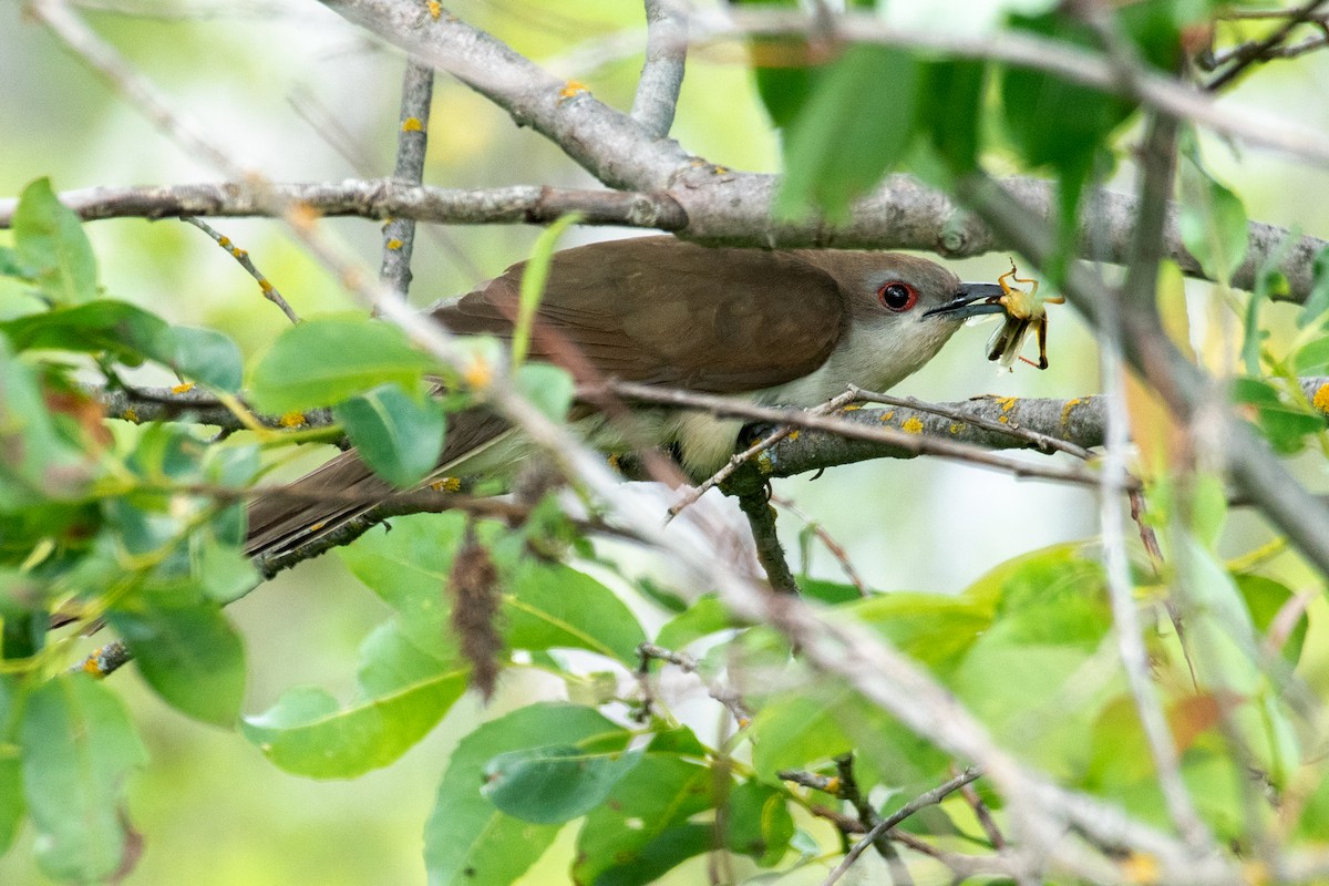 Black-billed Cuckoo - ML468431571