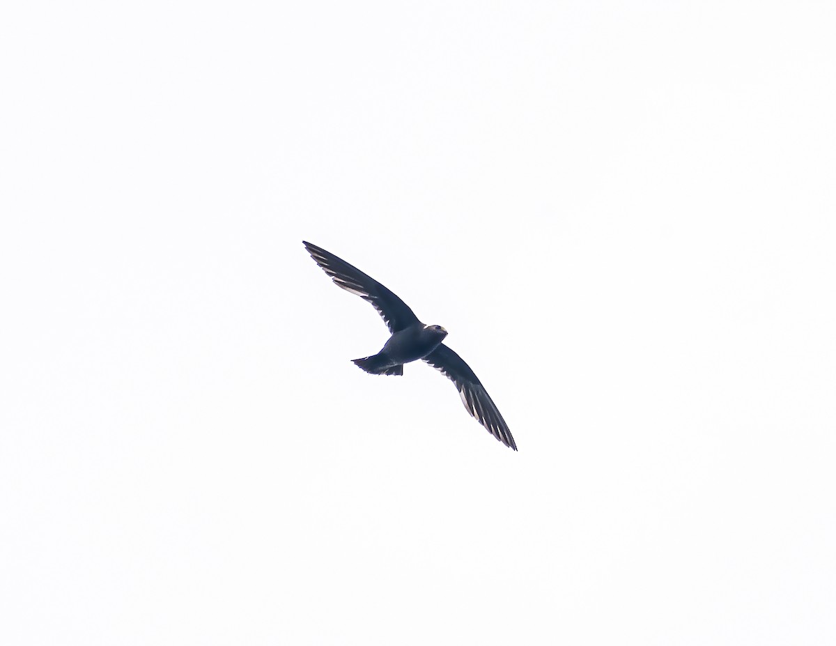 White-naped Swift - Daniel  Garza Tobón