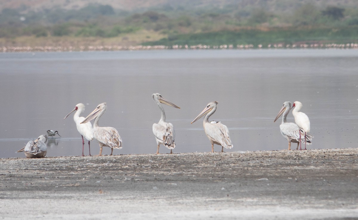 Great White Pelican - ML468432451