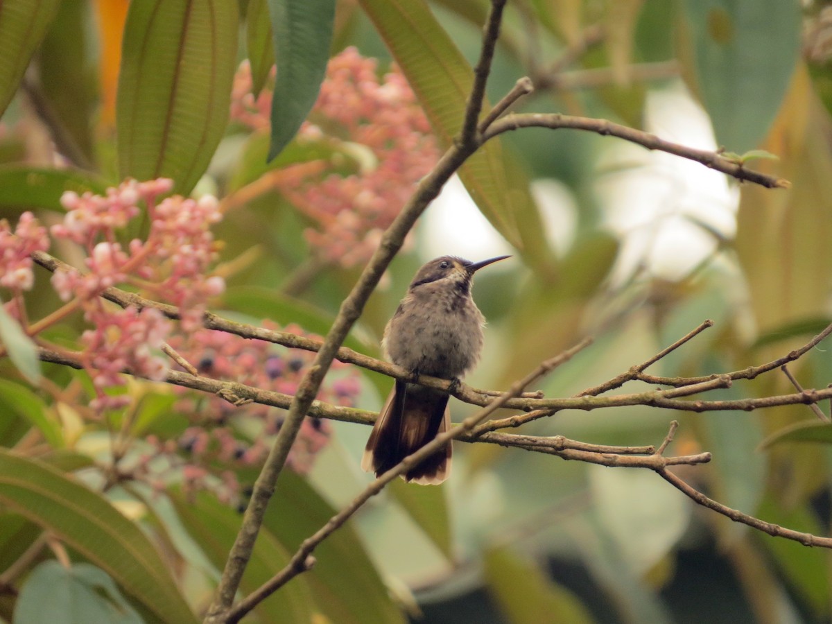 kolibřík fialovouchý - ML468433561