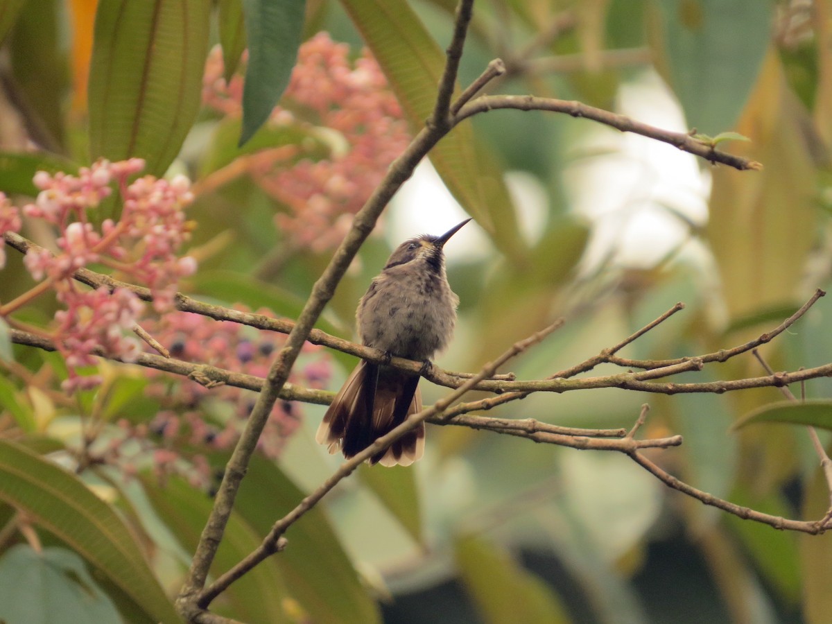 kolibřík fialovouchý - ML468433571