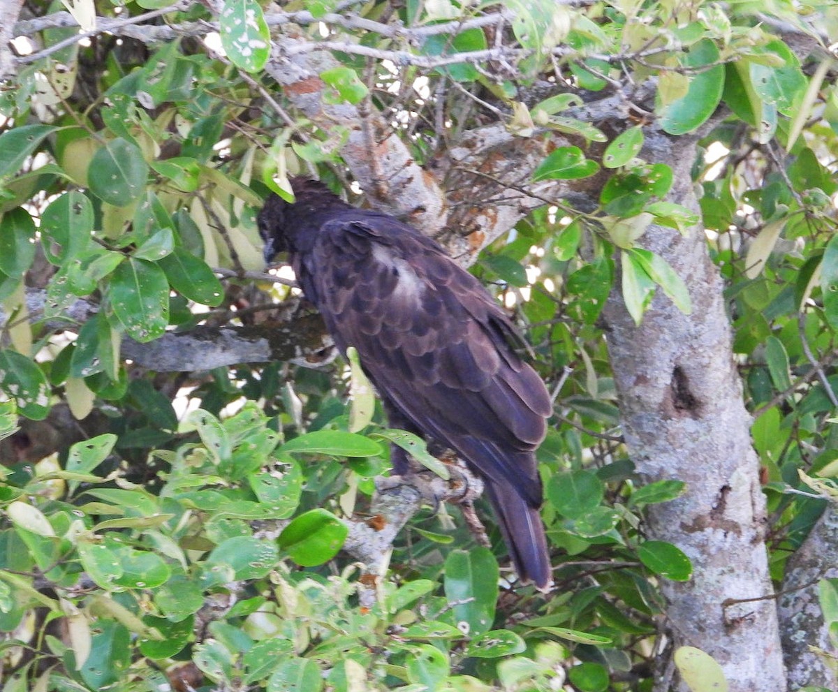 Changeable Hawk-Eagle - Chaiti Banerjee