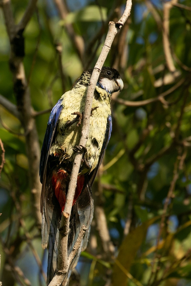 Northern Rosella - ML468434231