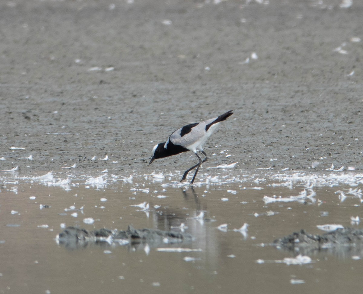 Blacksmith Lapwing - ML468434331