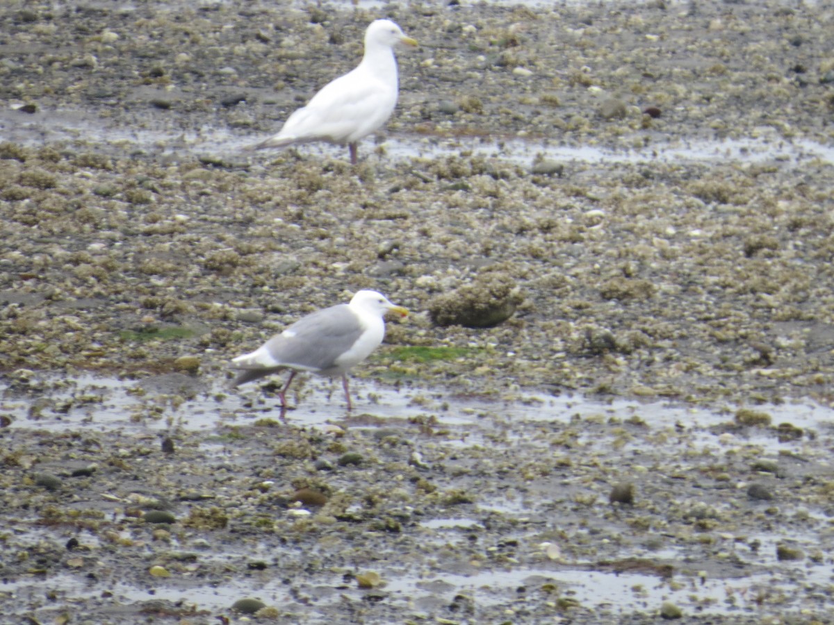 Larus sp. - ML468434351