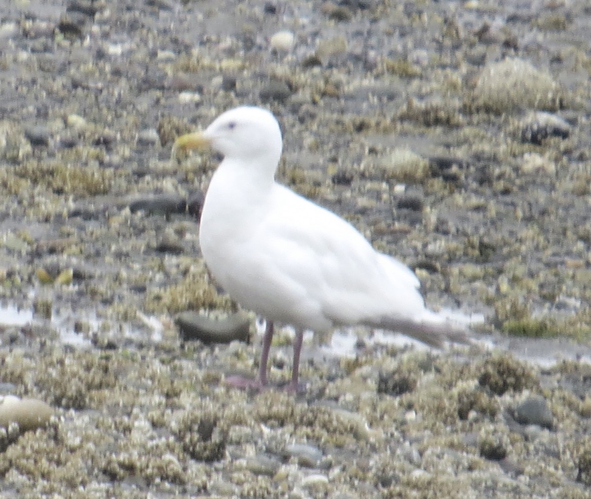 Larus sp. - ML468434601