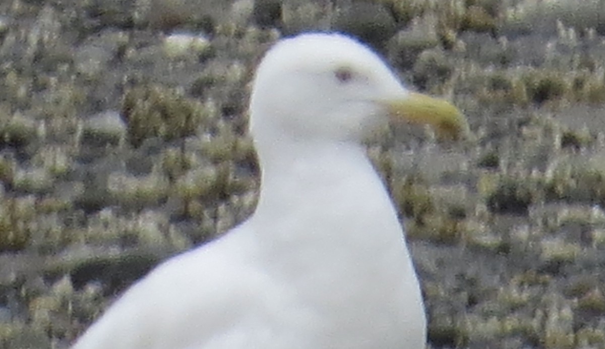 Larus sp. - ML468434721