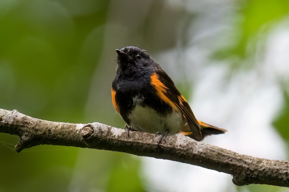 American Redstart - ML468435151