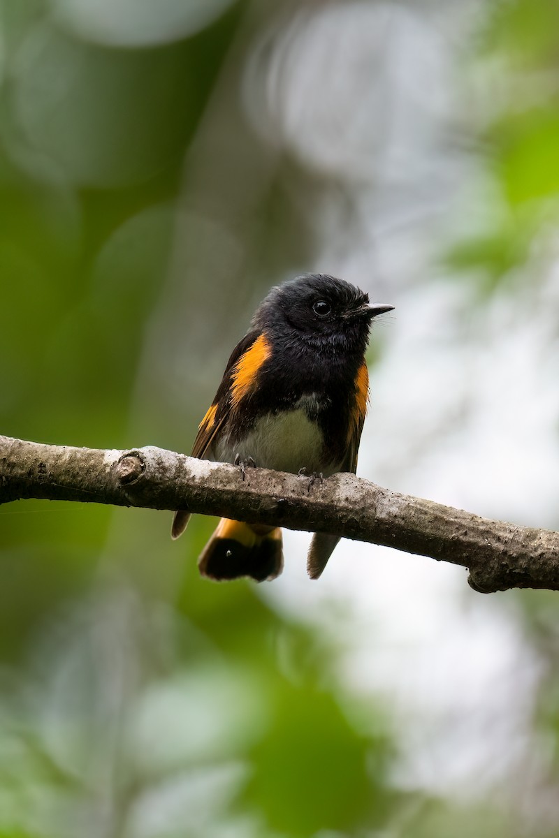 American Redstart - ML468435171