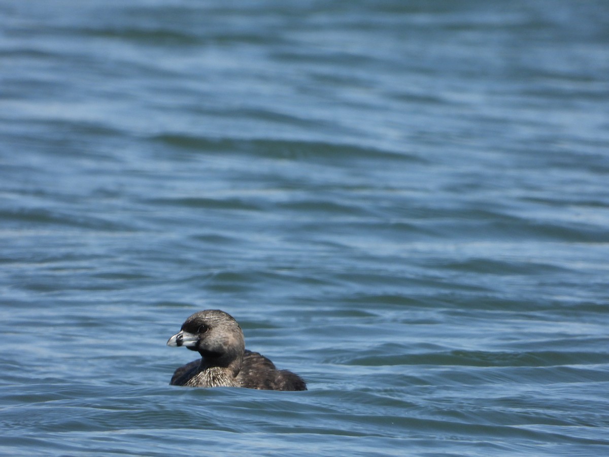 Pied-billed Grebe - ML468435401