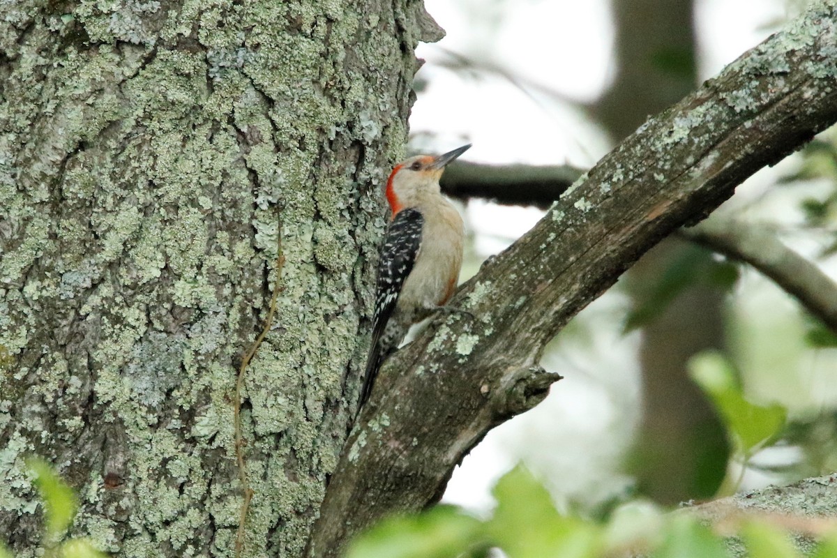 Red-bellied Woodpecker - ML468435801