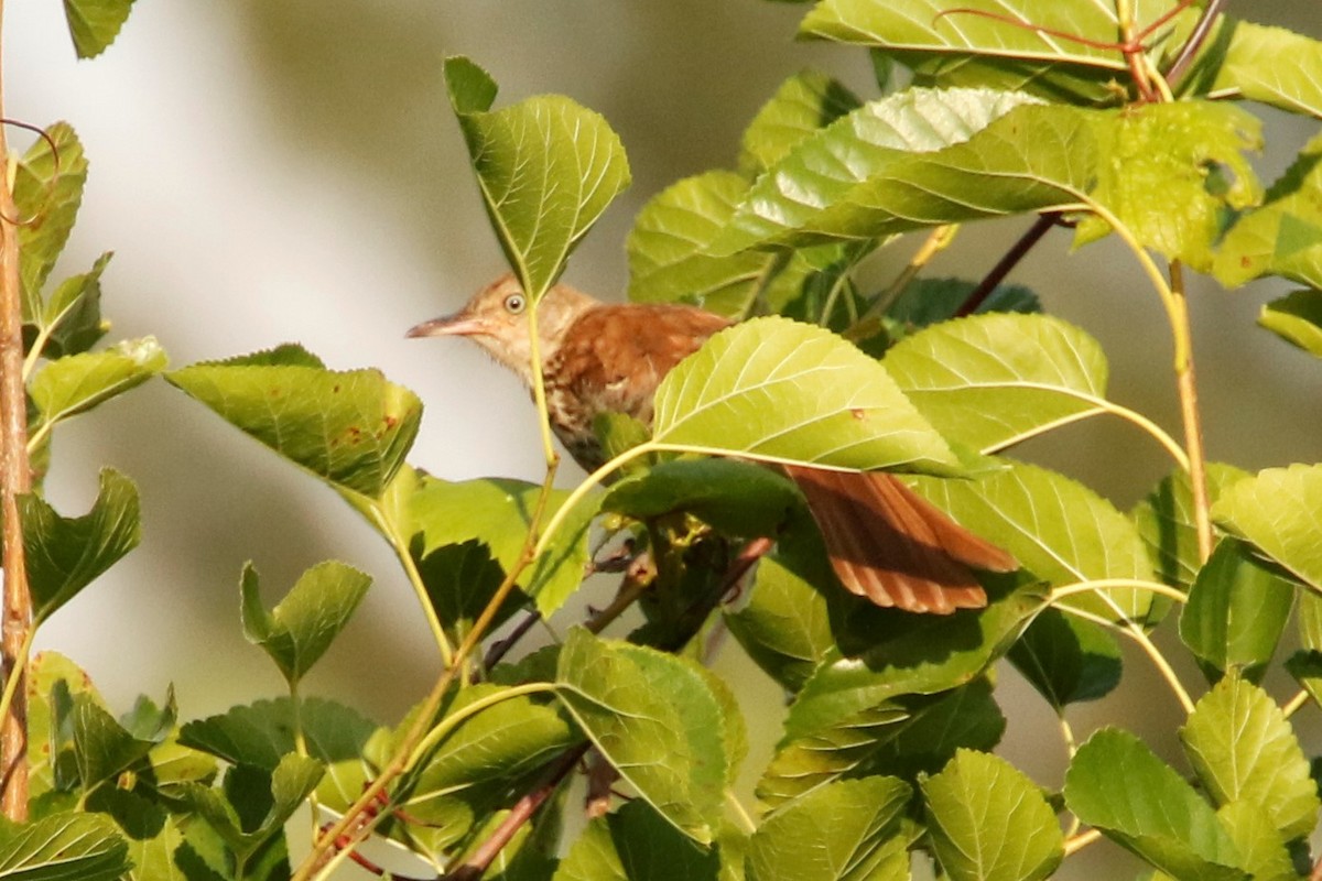 Brown Thrasher - ML468436361