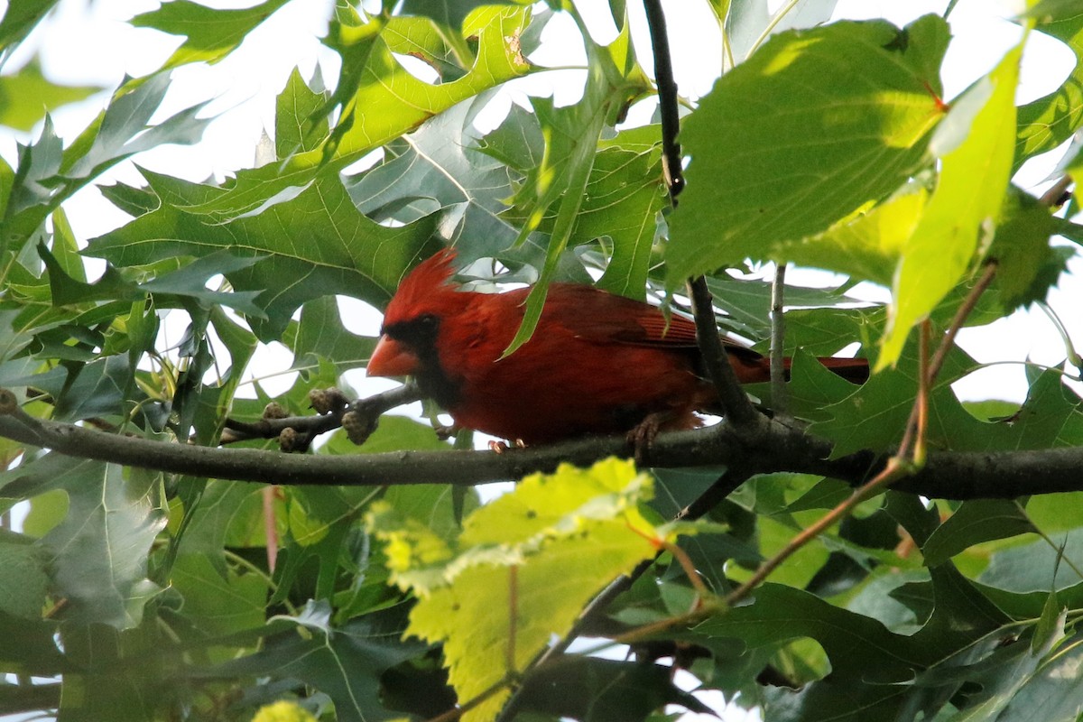 Northern Cardinal - ML468436491