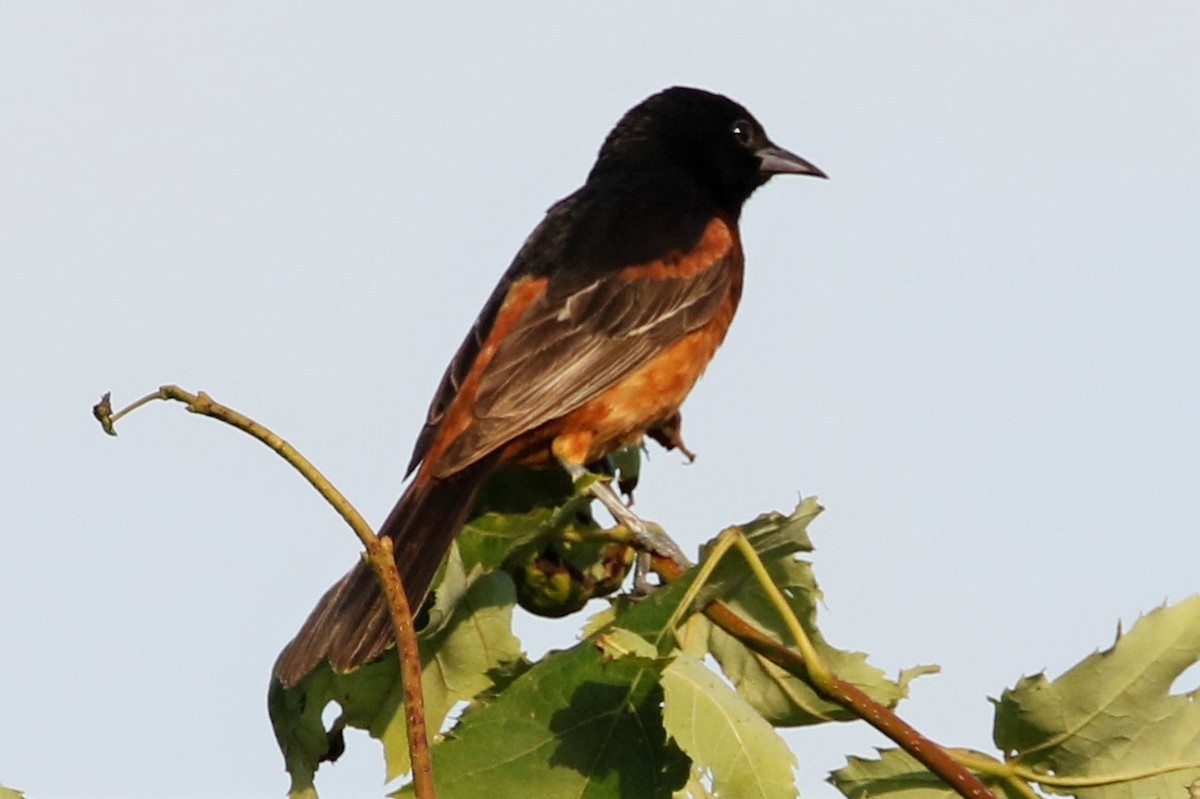 Orchard Oriole - ML468436551