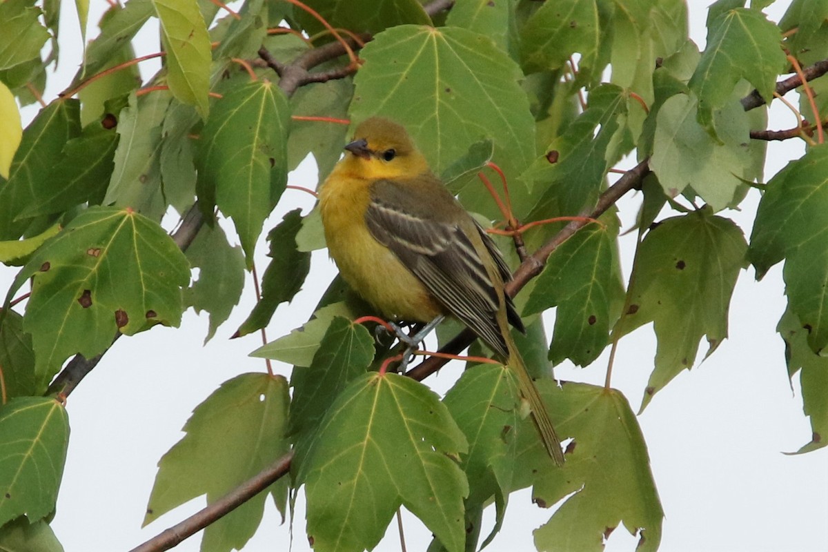 Orchard Oriole - ML468436601