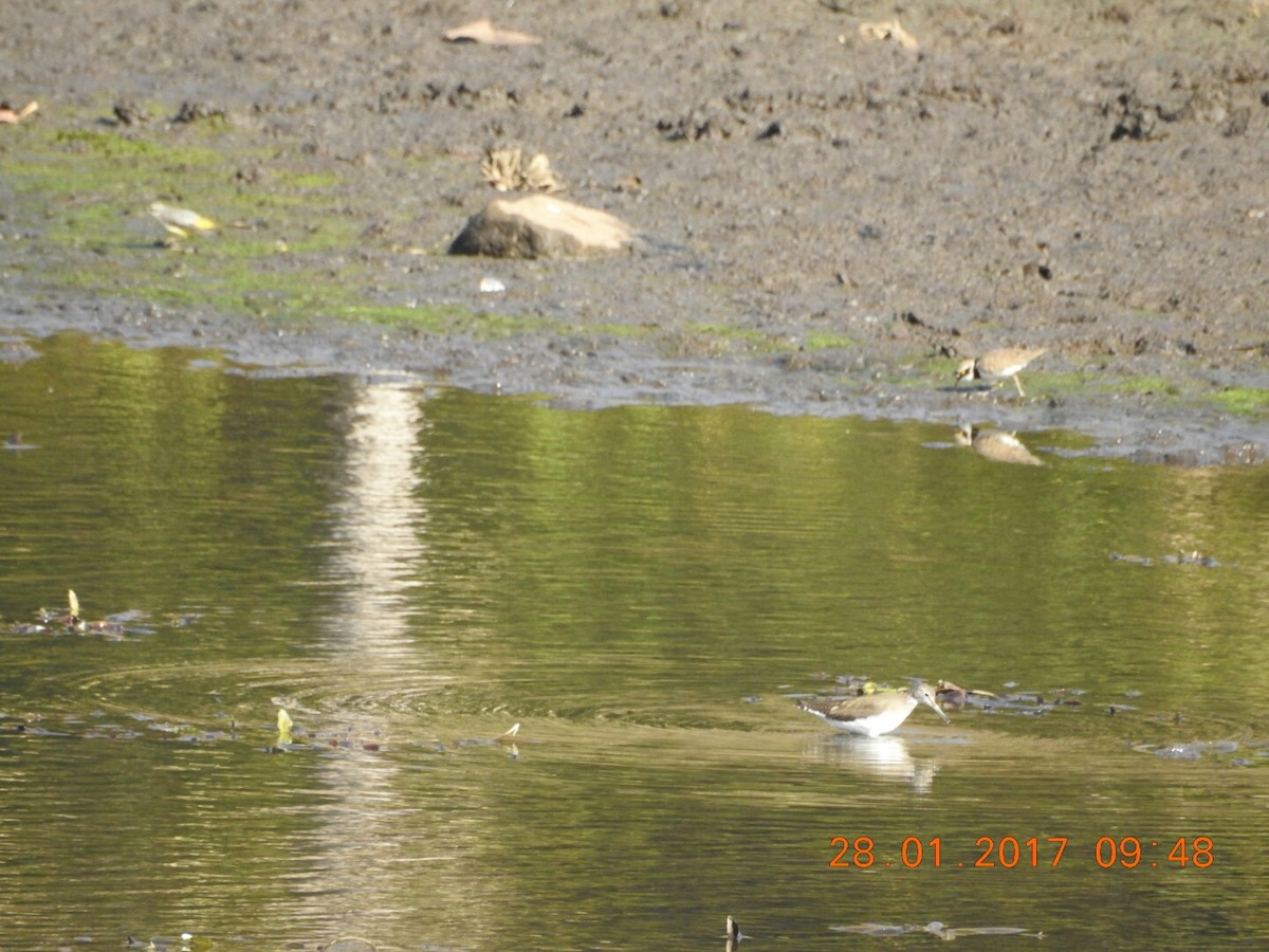 Green Sandpiper - ML46843721