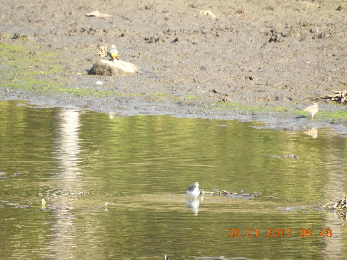 Green Sandpiper - ML46843741