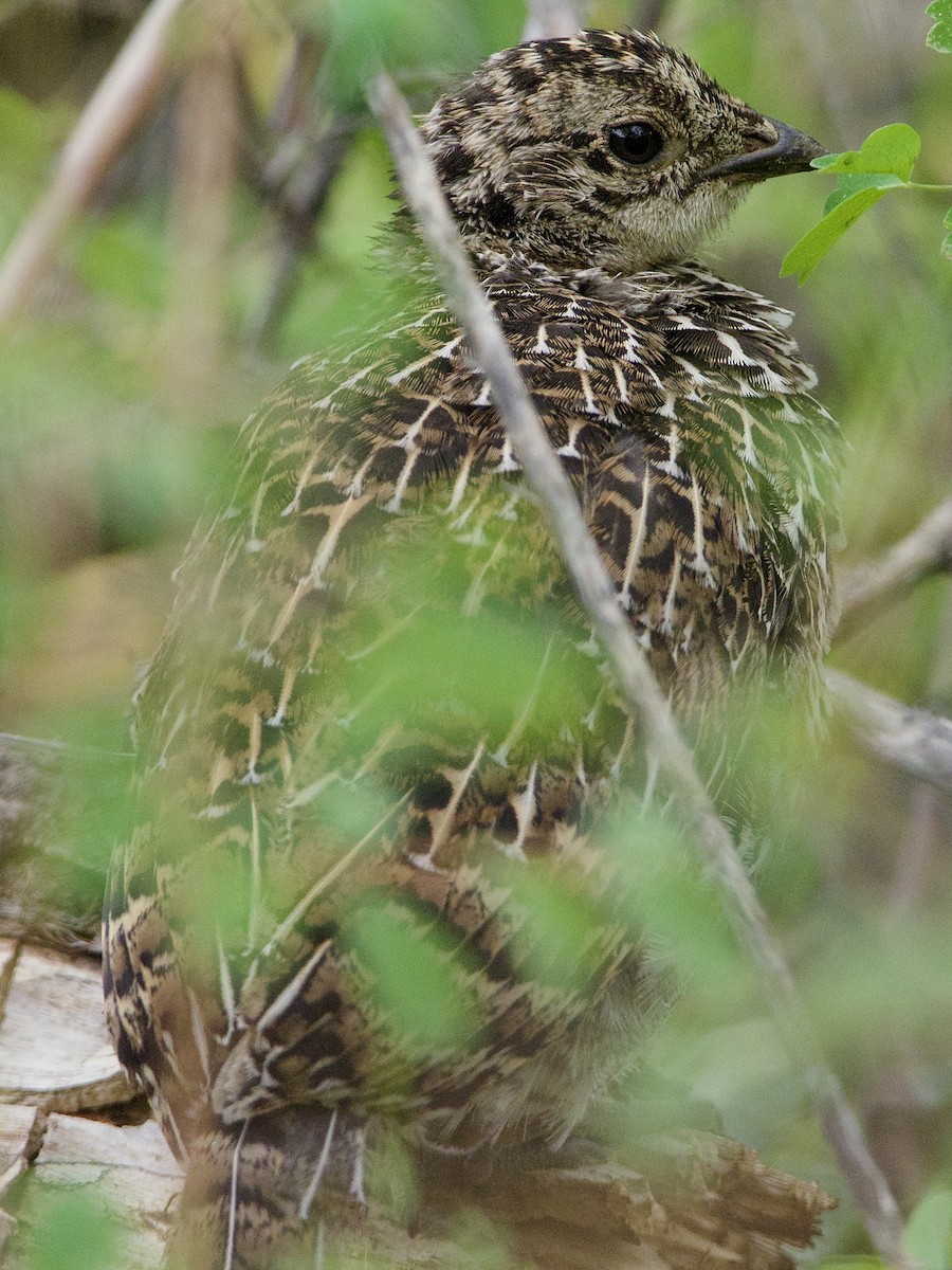 Gallo Oscuro - ML468437791