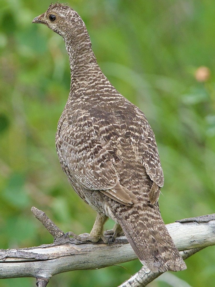 Dusky Grouse - Bobby Wilcox