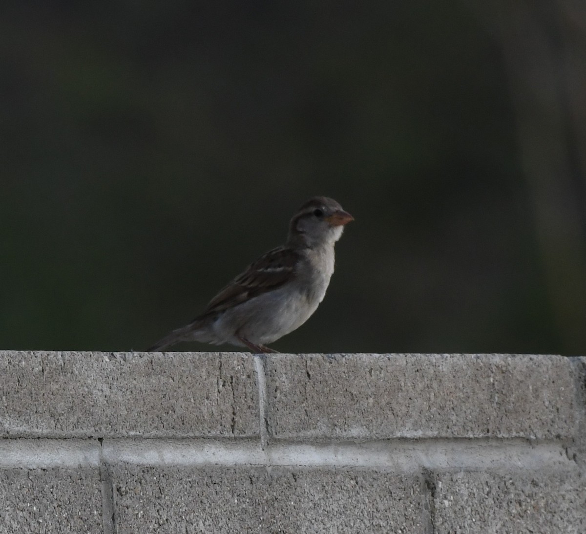 House Sparrow - ML468438971