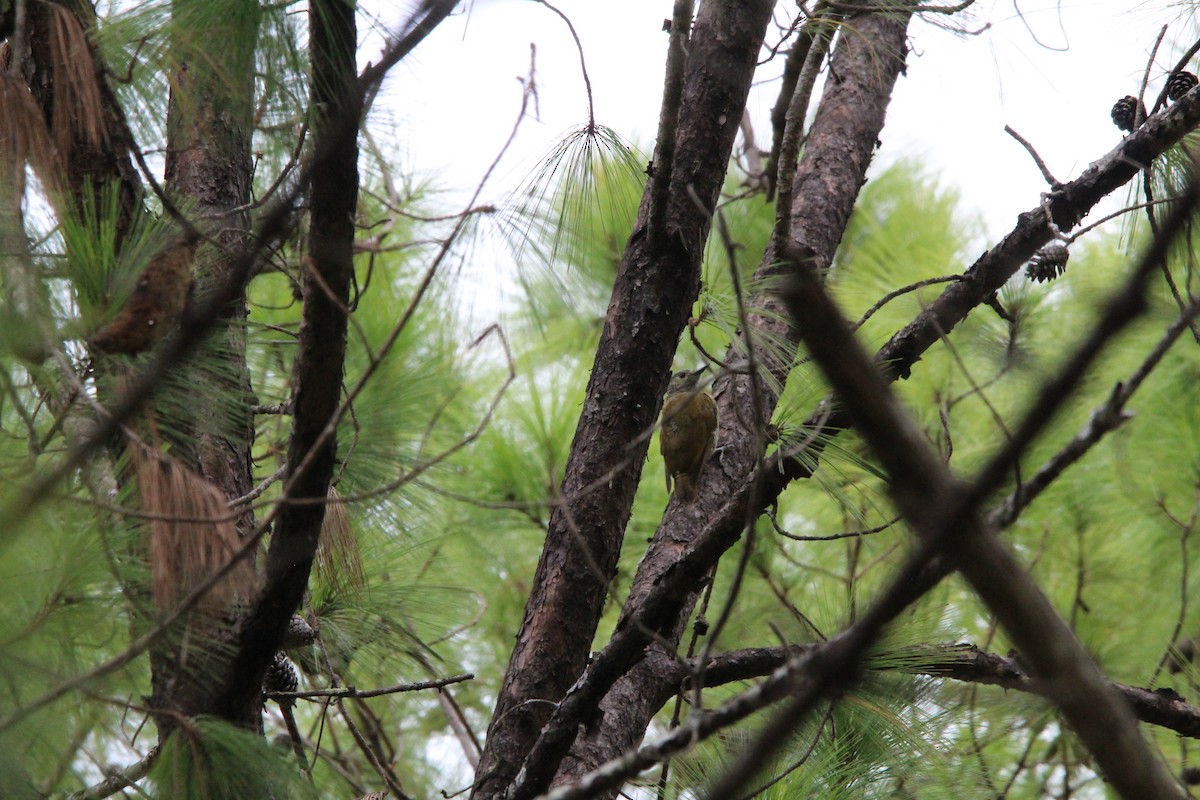 Gray-crowned Woodpecker - ML468440481