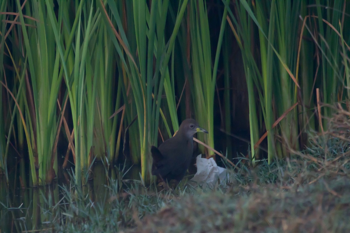 Brown Crake - ML46844201