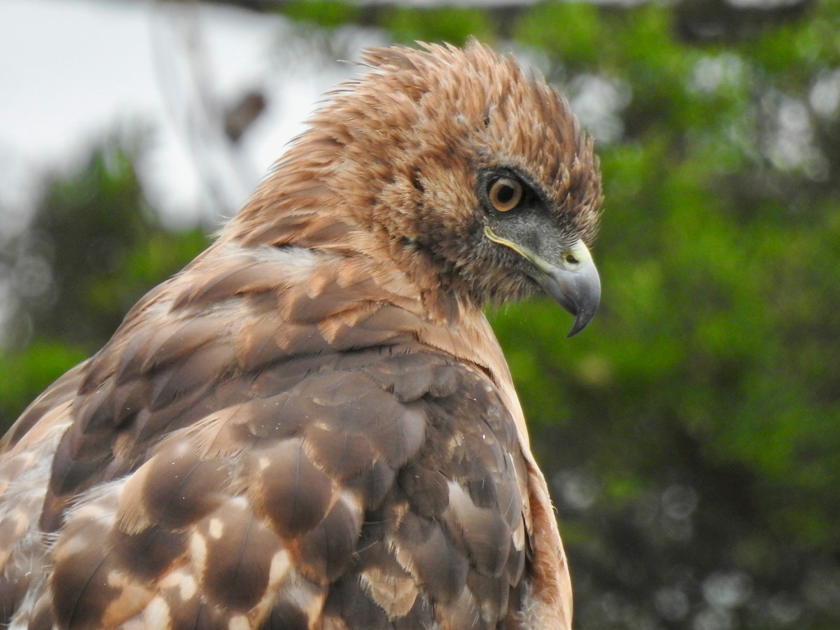 Red-tailed Hawk - ML468442081