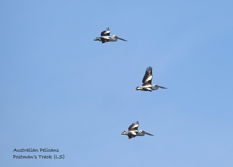 Australian Pelican - ML468442631