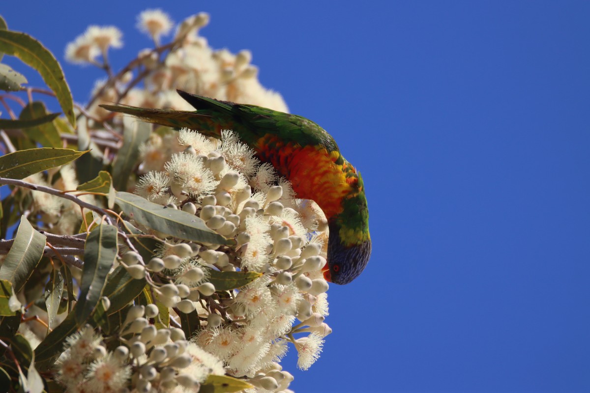 Rainbow Lorikeet - ML468444081