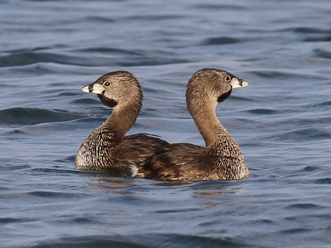 Pied-billed Grebe - ML468444751