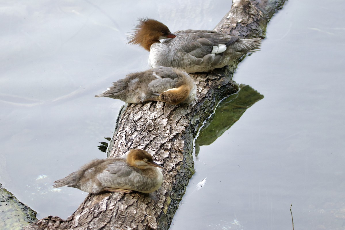 Common Merganser - ML468446751