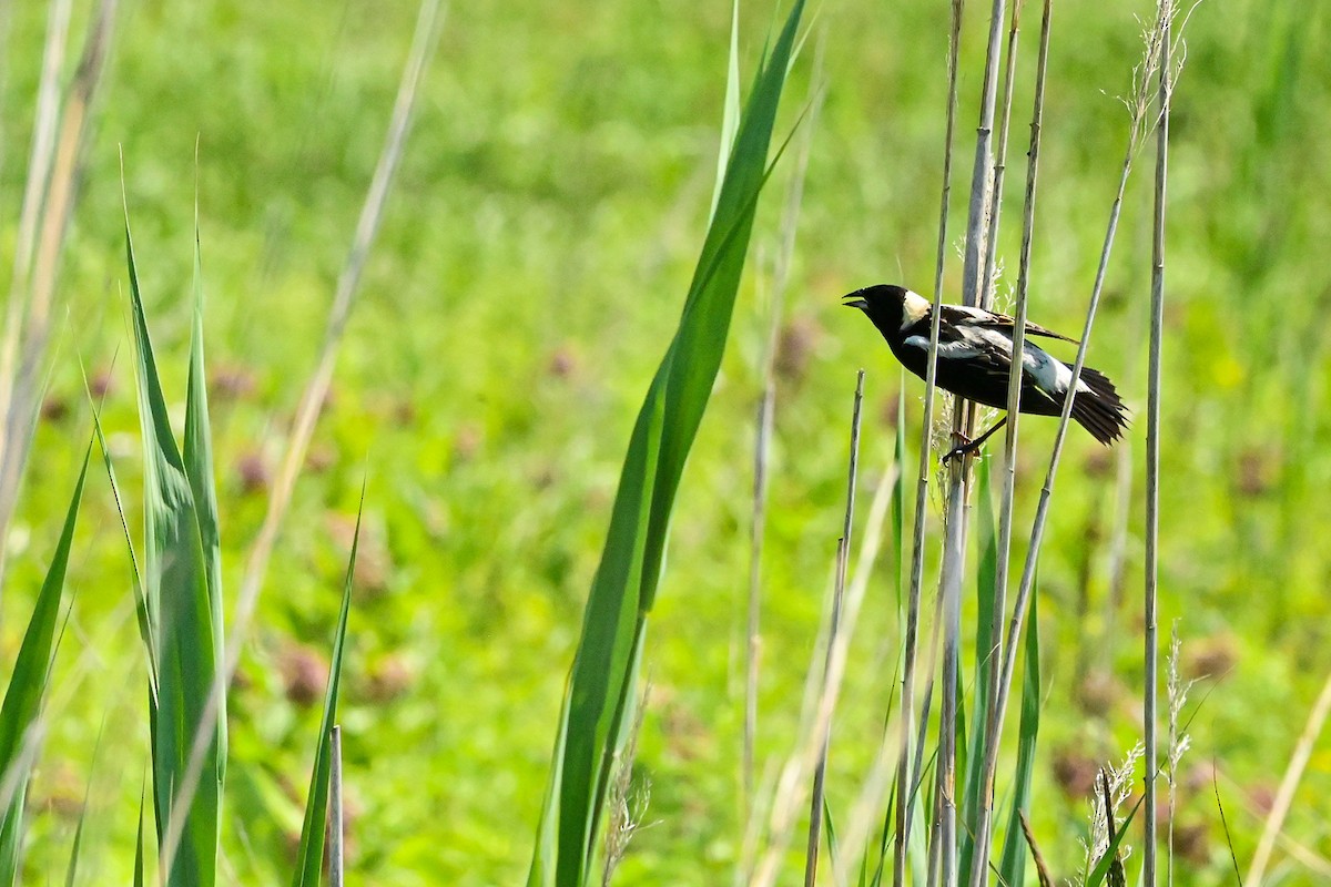 Bobolink - ML468446781