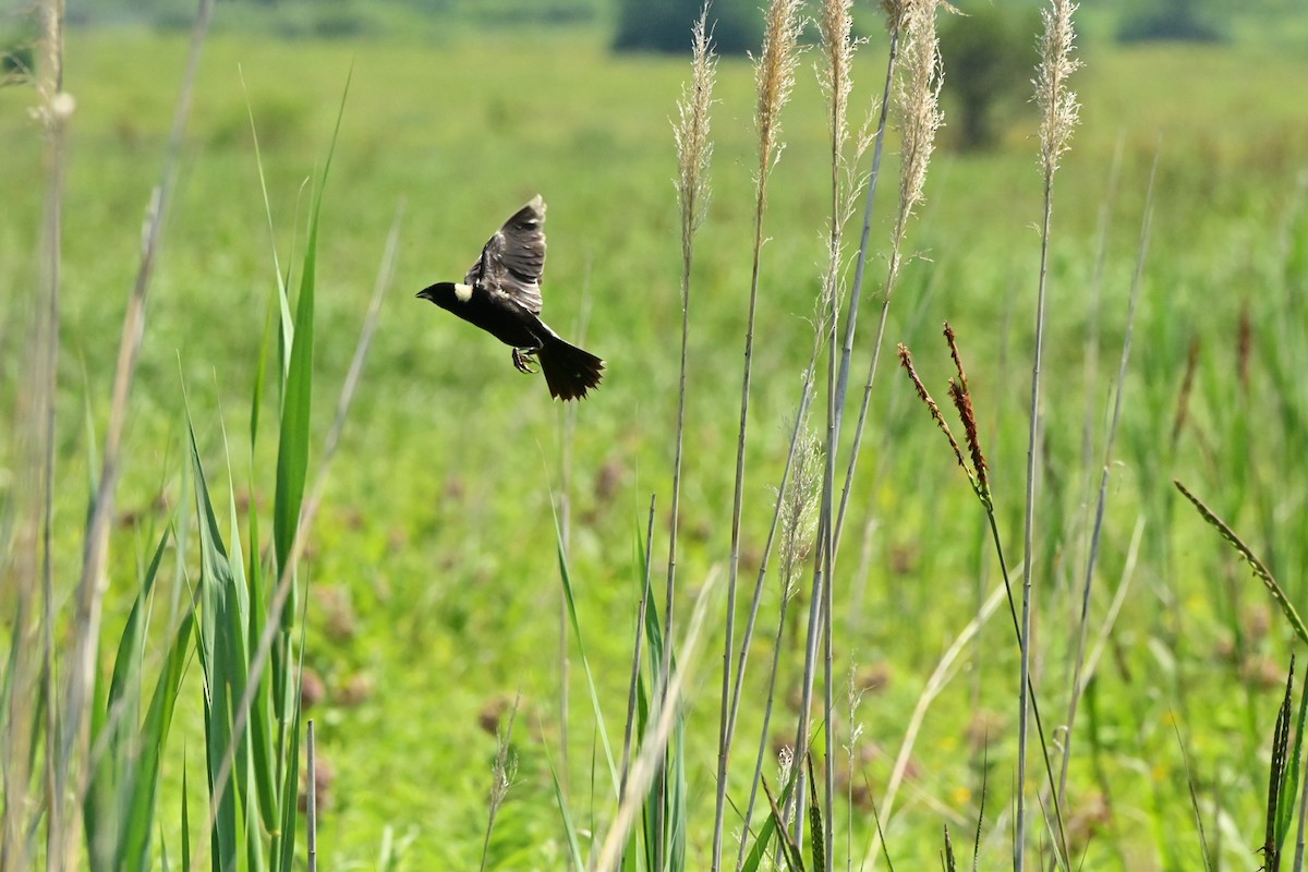 Bobolink - ML468446791