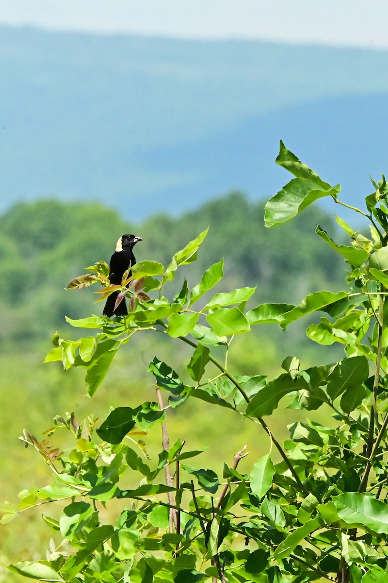 Bobolink - Jeffrey Gray