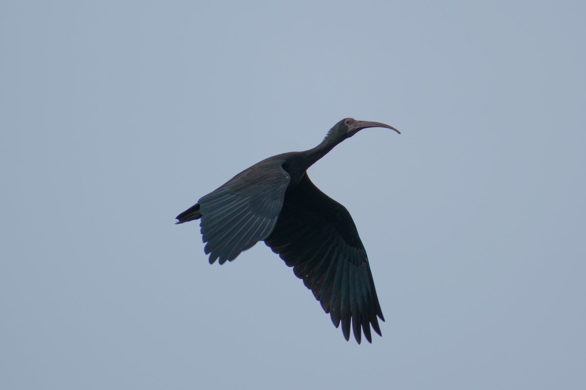 Bare-faced Ibis - Dorthy Fang