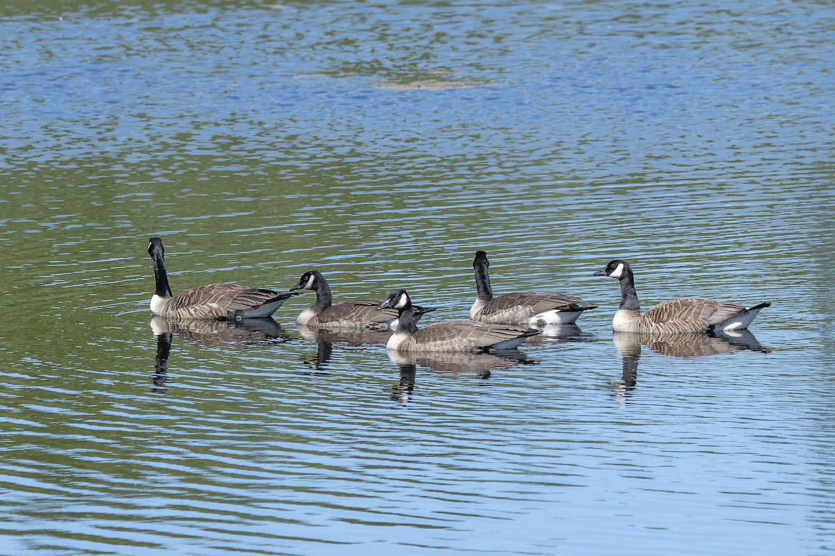 Canada Goose - ML468448101